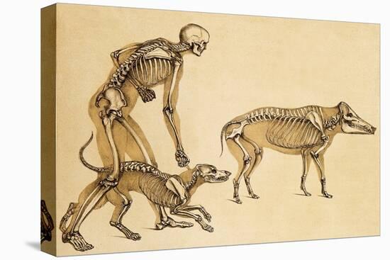 Skeletons of Man, Dog, Wild Boar, 1860-Science Source-Premier Image Canvas