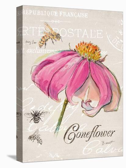 Sketchbook Coneflower-Chad Barrett-Stretched Canvas