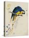 Sketchbook Macaw I-Edward Lear-Stretched Canvas