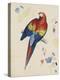 Sketchbook Macaw II-Edward Lear-Stretched Canvas