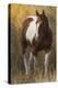 Skewbald Horse In Ranch, Martinsdale, Montana, USA-Carol Walker-Premier Image Canvas