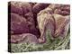 Skin Tissue, SEM-Steve Gschmeissner-Premier Image Canvas