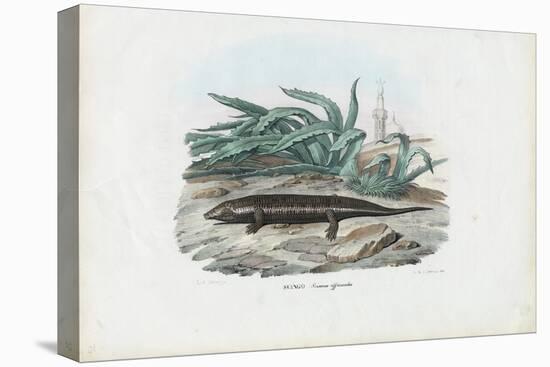 Skink, 1863-79-Raimundo Petraroja-Premier Image Canvas