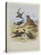 Skuas, C.1915 (W/C & Bodycolour over Pencil on Paper)-Archibald Thorburn-Premier Image Canvas