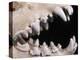 Skull and Teeth of Hyena-null-Premier Image Canvas