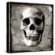 Skull I-Martin Wagner-Stretched Canvas