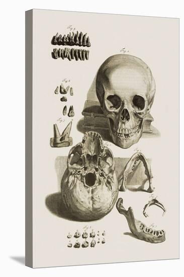 Skull, Jaw Bone And Teeth-Mehau Kulyk-Premier Image Canvas
