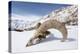 Skull of male Urial sheep on snow covered slope. Himalayas near Ulley, Ladakh, India-Nick Garbutt-Premier Image Canvas