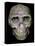 Skull of 'Peking' man (reconstruction). Artist: Unknown-Unknown-Premier Image Canvas