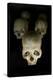 Skulls of Rwanda Genocide Victims-Tony Camacho-Premier Image Canvas