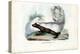 Skunk, 1863-79-Raimundo Petraroja-Premier Image Canvas