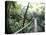 Sky Walk, Monteverde Cloud Forest, Costa Rica-Michele Westmorland-Premier Image Canvas