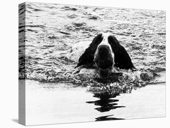 Skye the St. Bernard Dog Swimming-null-Premier Image Canvas