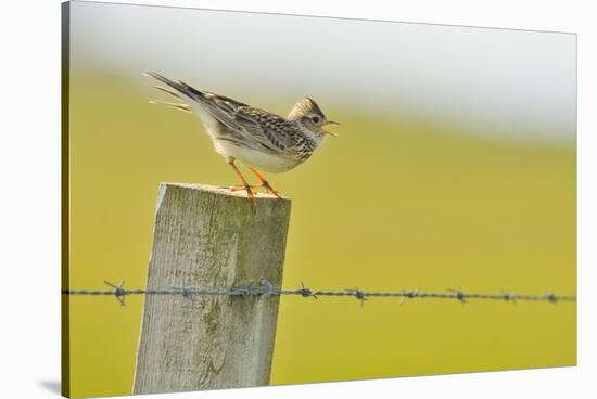 Skylark (Alauda Arvensis) Perched on a Fence Post, Vocalising, Balranald Reserve, Hebrides, UK-Fergus Gill-Stretched Canvas
