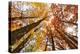 Skyward View of Maple Tree in Pine Forest, Upper Peninsula of Michigan-Adam Jones-Premier Image Canvas