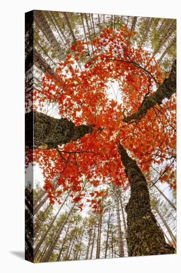 Skyward View of Maple Tree in Pine Forest, Upper Peninsula of Michigan-Adam Jones-Premier Image Canvas