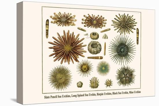 Slate Pencil Sea Urchins, Long Spined Sea Urchin, Hatpin Urchins, Black Sea Urchin, Mine Urchins-Albertus Seba-Stretched Canvas