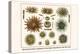 Slate Pencil Sea Urchins, Long Spined Sea Urchin, Hatpin Urchins, Black Sea Urchin, Mine Urchins-Albertus Seba-Stretched Canvas