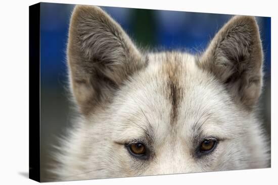 Sled Dog in Greenland-Paul Souders-Premier Image Canvas