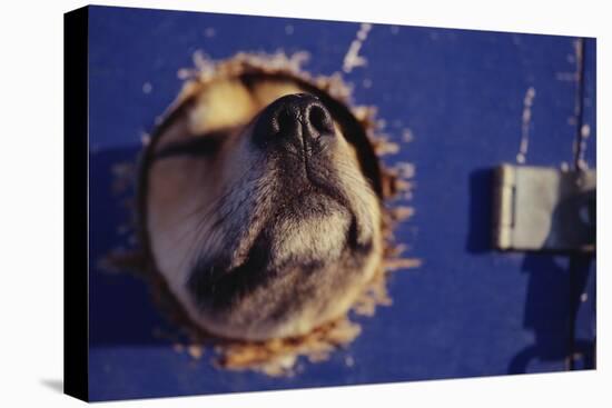 Sled Dog Sticking Head Through Hole-null-Premier Image Canvas