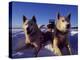 Sled Dogs 'Hiko' and 'Mika', Resting in the Snow with Sled in the Background-Mark Hannaford-Premier Image Canvas