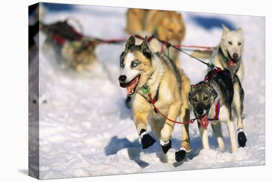 Sled Dogs Racing Through Snow-Paul Souders-Premier Image Canvas