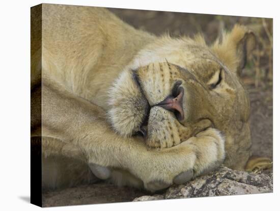 Sleeping African Lioness, South Luangwa, Zambia-T.j. Rich-Premier Image Canvas