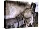 Sleeping Beauty-Stephen Arens-Premier Image Canvas