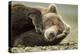Sleeping Brown Bear, Katmai National Park, Alaska-null-Premier Image Canvas