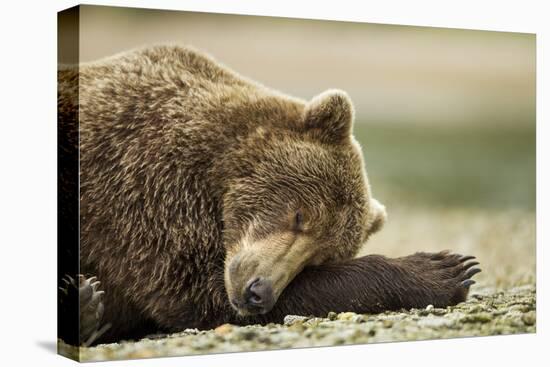 Sleeping Brown Bear, Katmai National Park, Alaska-Paul Souders-Premier Image Canvas