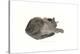 Sleeping cat, 1985-Claudia Hutchins-Puechavy-Premier Image Canvas