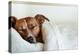 Sleeping Dog-Javier Brosch-Premier Image Canvas