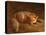 Sleeping Fox-Jafunda and Abraham Cresques-Premier Image Canvas