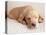 Sleeping Labrador Puppy-Jim Craigmyle-Premier Image Canvas