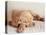 Sleeping Labrador Puppy-Jim Craigmyle-Premier Image Canvas