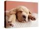 Sleeping Labrador Puppy-Jim Craigmyle-Premier Image Canvas