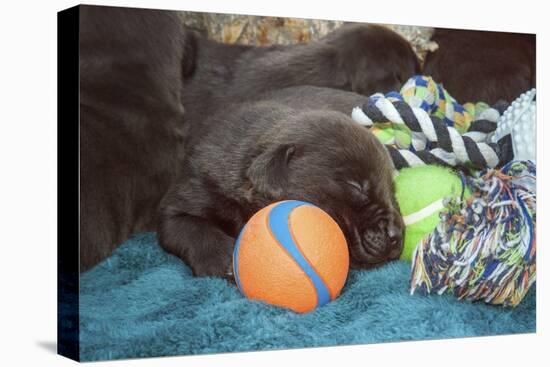 Sleeping Labrador Retriever Puppies-Zandria Muench Beraldo-Premier Image Canvas