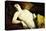 Sleeping Nude with Bracelet; Nu Couche Au Bracelet, 1930-Emile Bernard-Premier Image Canvas