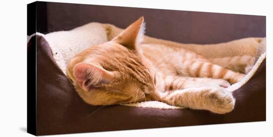 Sleeping Orange Cat in Cat Bed-Deyan Georgiev-Premier Image Canvas