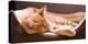 Sleeping Orange Cat in Cat Bed-Deyan Georgiev-Premier Image Canvas