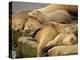 Sleeping Sea Lions, La Jolla, California, Usa-Rob Sheppard-Premier Image Canvas