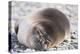 Sleeping Southern Elephant Seal-DLILLC-Premier Image Canvas