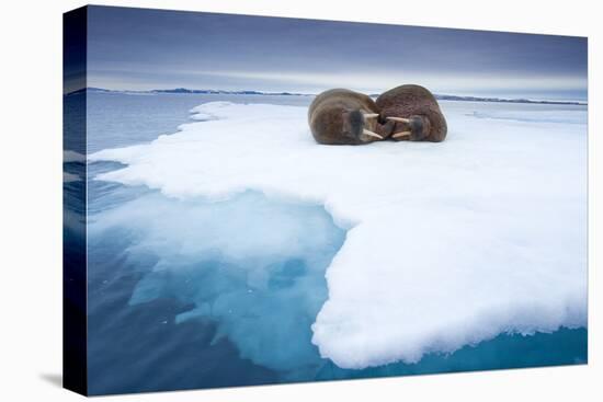 Sleeping Walruses, Svalbard, Norway-null-Premier Image Canvas