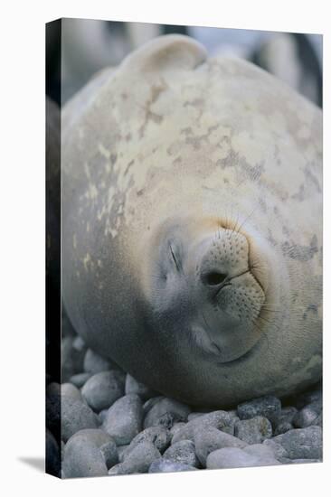 Sleeping Weddell Seal-DLILLC-Premier Image Canvas