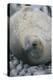 Sleeping Weddell Seal-DLILLC-Premier Image Canvas