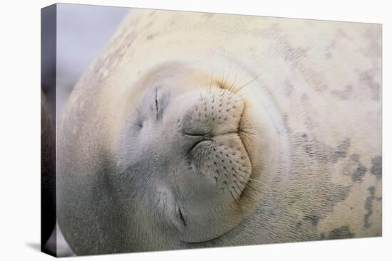 Sleeping Weddell Seal-DLILLC-Premier Image Canvas