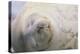 Sleeping Weddell Seal-DLILLC-Premier Image Canvas