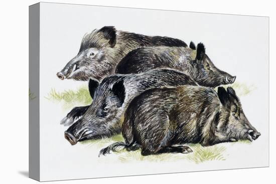 Sleeping Wild Boars or Wild Pigs (Sus Scrofa), Suidae, Drawing-null-Premier Image Canvas