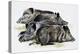 Sleeping Wild Boars or Wild Pigs (Sus Scrofa), Suidae, Drawing-null-Premier Image Canvas