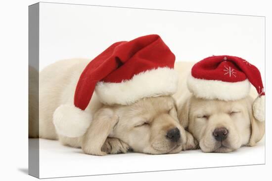 Sleeping Yellow Labrador Retriever Puppies, 8 Weeks, Wearing Father Christmas Hats-Mark Taylor-Premier Image Canvas